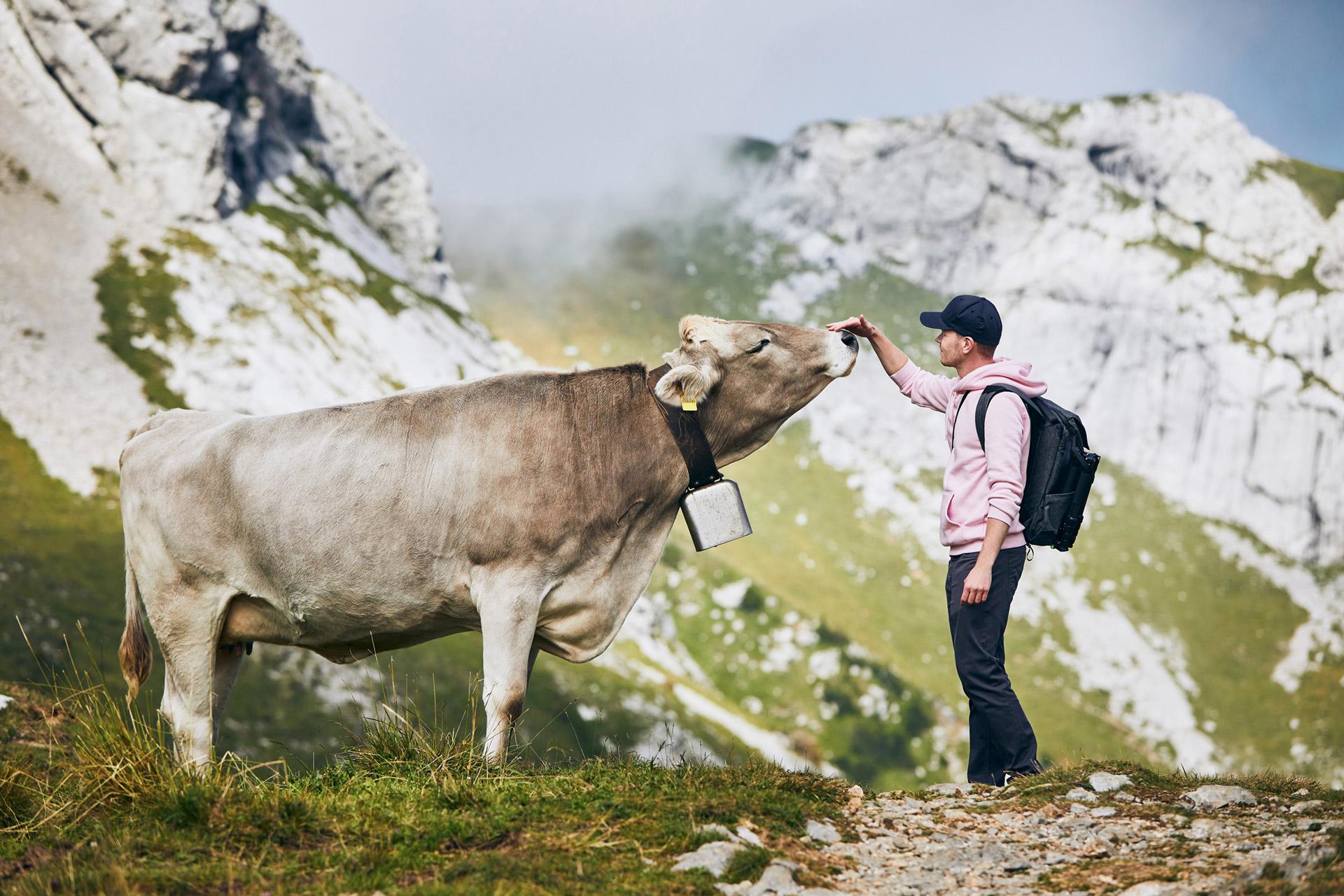 Cammino delle Dolomiti incontro con gli animali